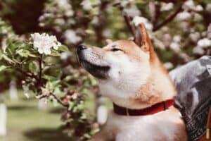 A cute Shiba Inu dog is sniffing a flower on a tree, next to which is a small bee. Dog smiling