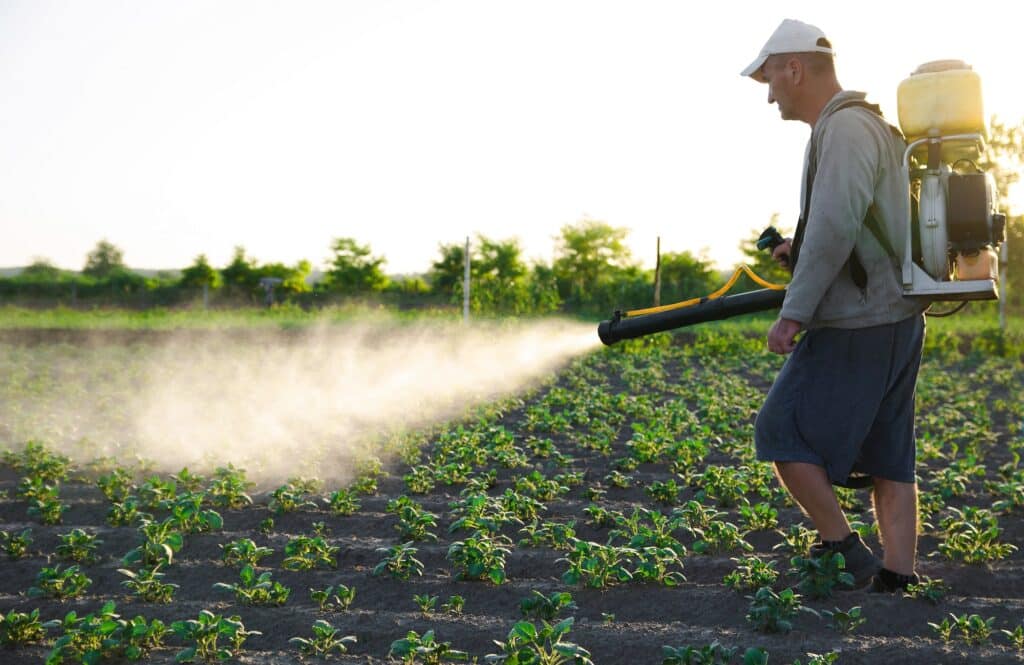 A farmer with a backpack spray treats the plantation with pesticides.