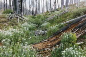 A previously burnt subalpine forest rebounds in summer with lodgepole pine and a variety of