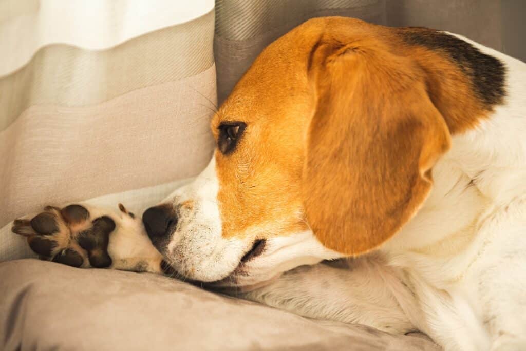 Beagle dog biting his itching skin on legs. Skin problem allergy reaction