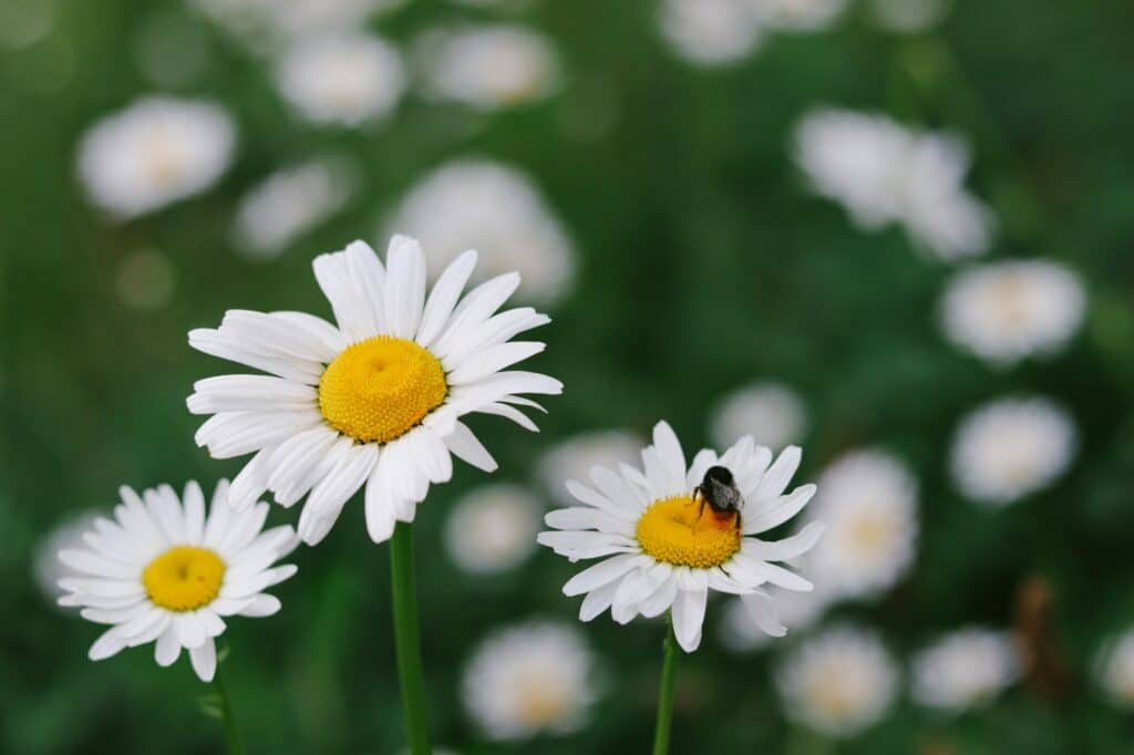 Beautiful wild oxeye daisies with bumblebee on it. Natural background