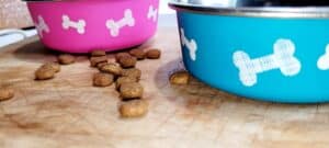 Blue and Pink Dog Food Bowls with Dog Bones and Dog Food!