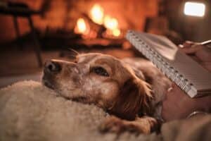 Blurred dog near fireplace in dark room
