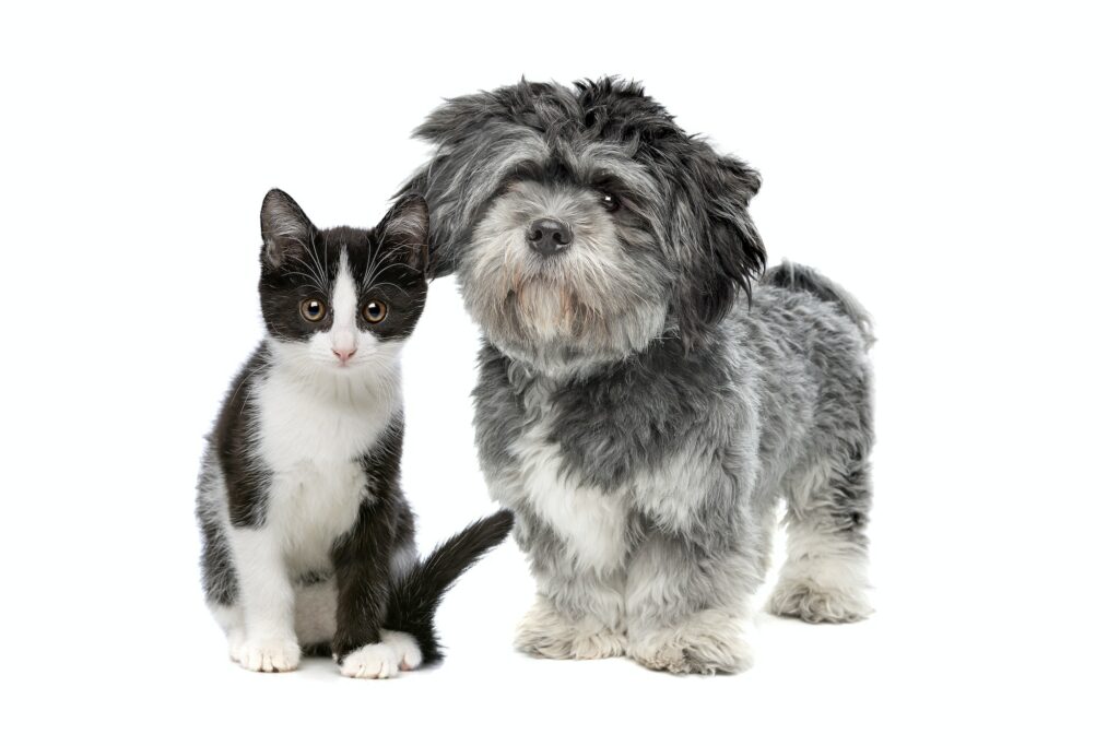 dog and cat