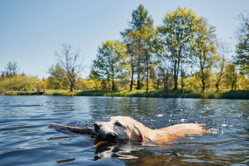 Playful dog swimming in lake