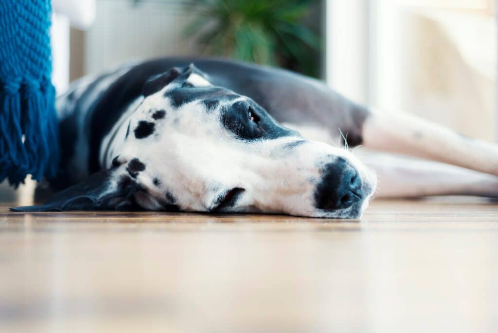Tired great dane dog sleeping on hardwood floors