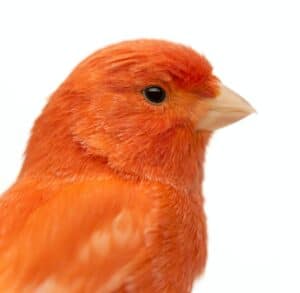 Close up of a Red canary, Serinus canaria, against white background