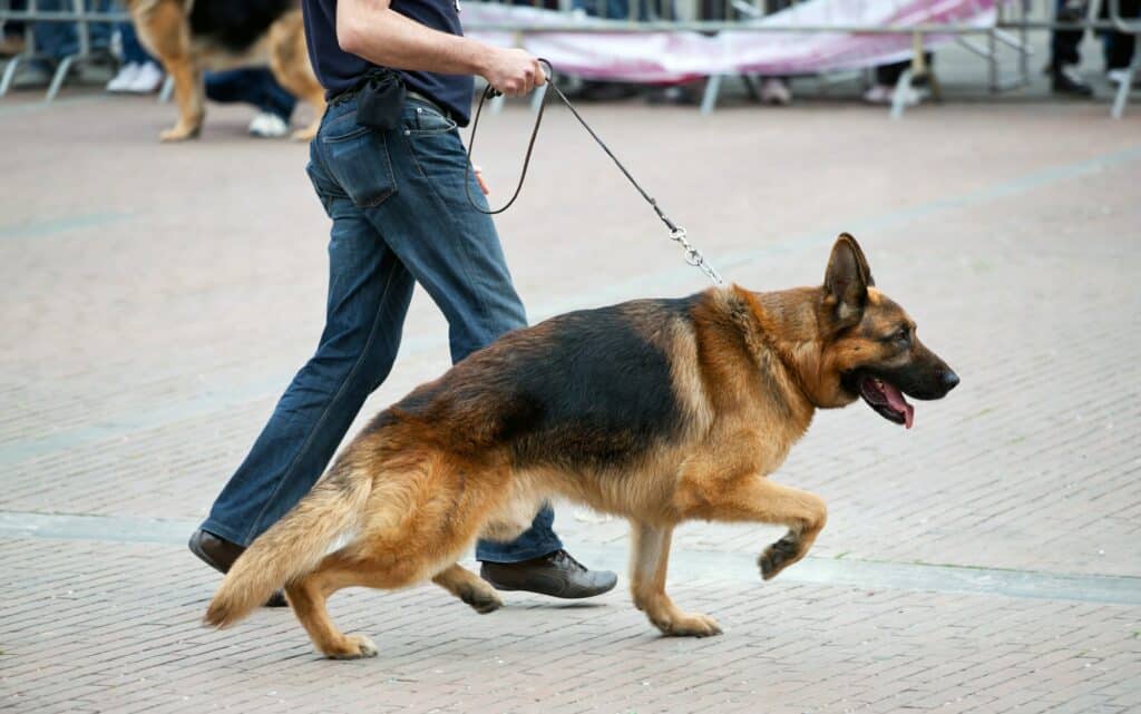 Walking dog with german shepherd