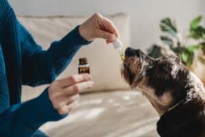 Pet dog taking cbd hemp oil - Canine licking cannabis dropper for anxiety treatment