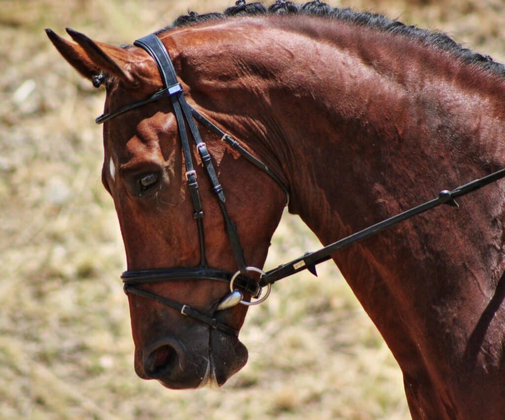 Dutch Warmblood dressage horse at a competition
